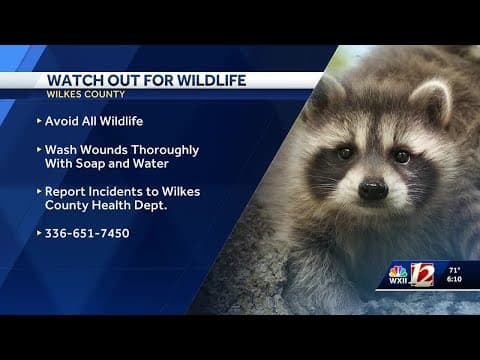 Rabid fox attacks two people on greenway near West Park, North Wilkesboro officials say