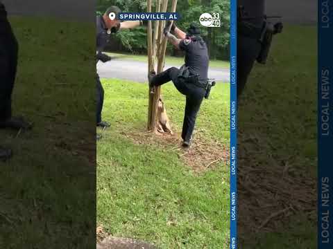 [WATCH THIS] : Officers lend a hand to help Coyote stuck in tree